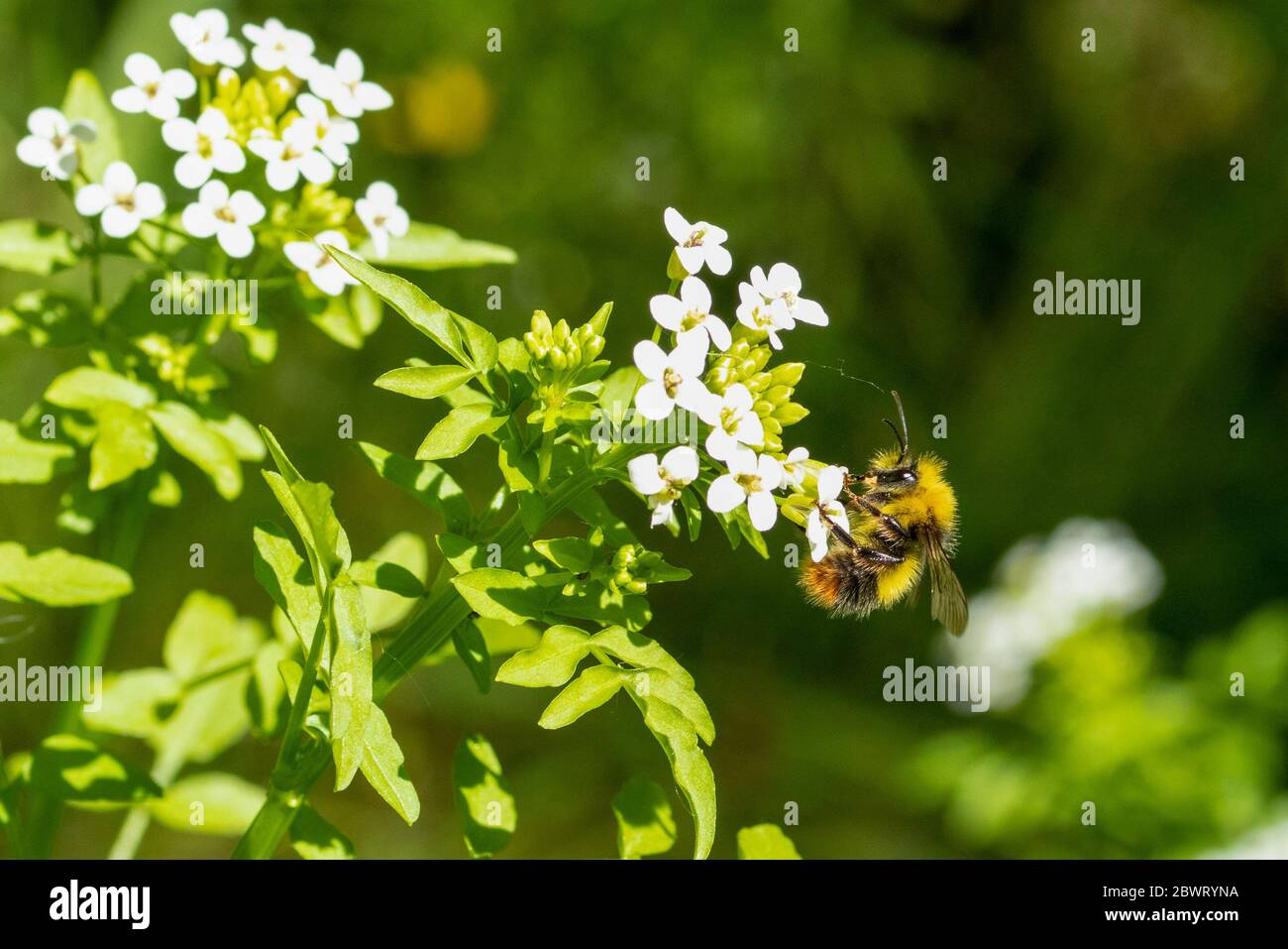 Bourdon précoce sur fleur Banque D'Images