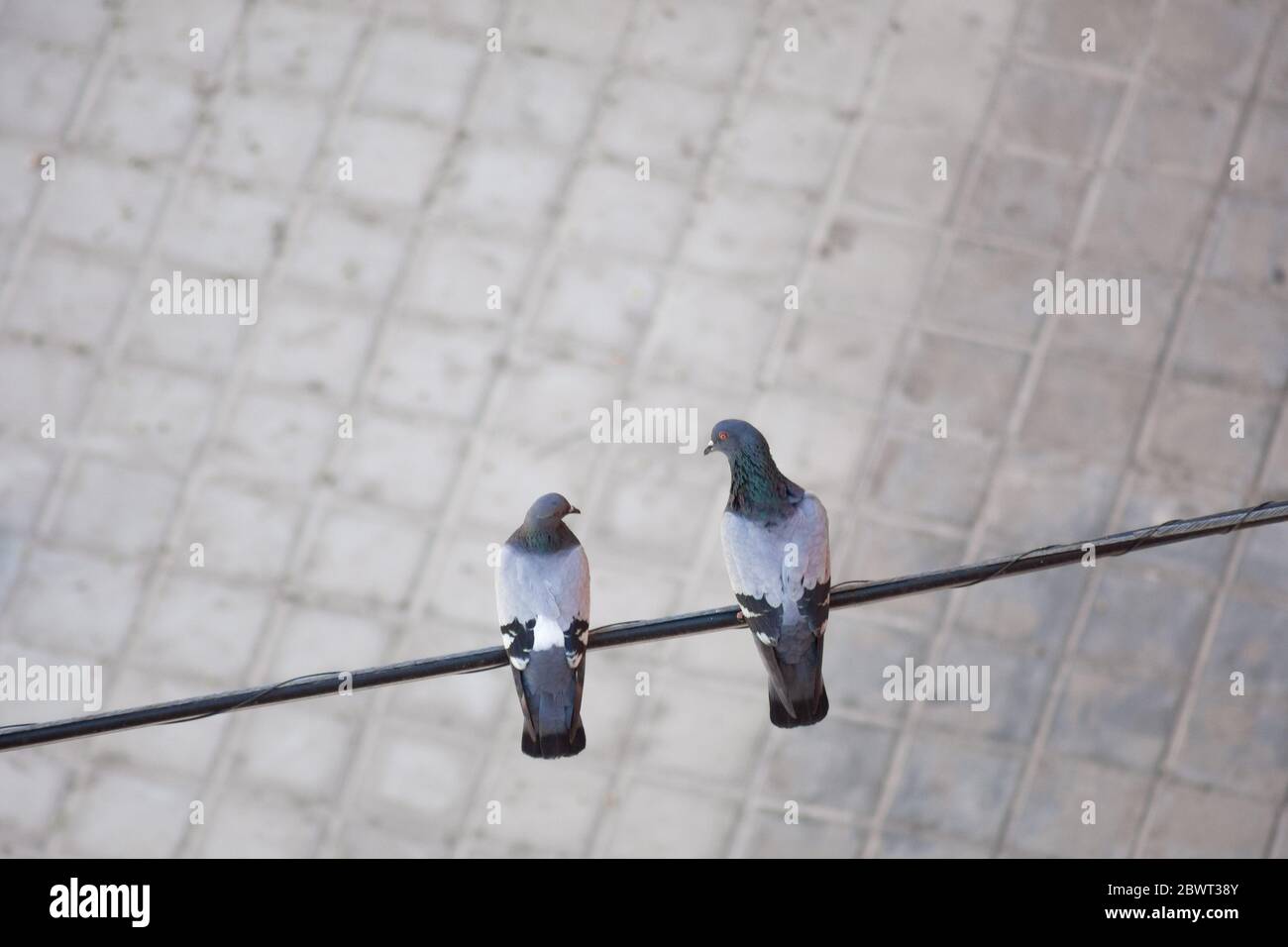 Concept d'amour : vue aérienne de deux pigeons se regardant l'un sur l'autre perchés sur un câble électrique dans la rue avec un arrière-plan flou Banque D'Images