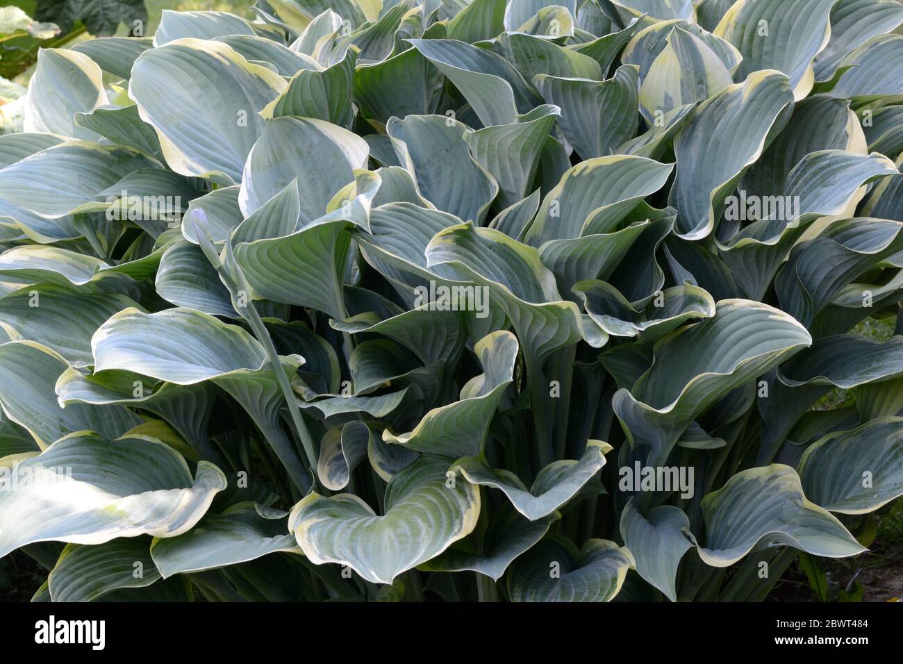Feuilles Hosta résistantes aux limaces Plaintan Lily hardy vivace Banque D'Images