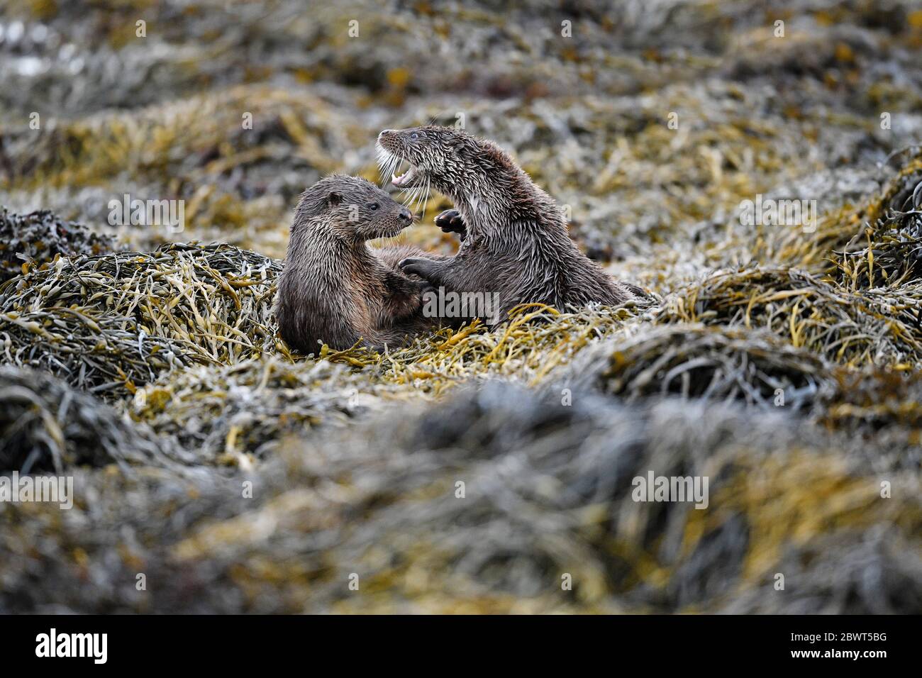 Loutre européenne (Lutra lutra) Royaume-Uni Banque D'Images