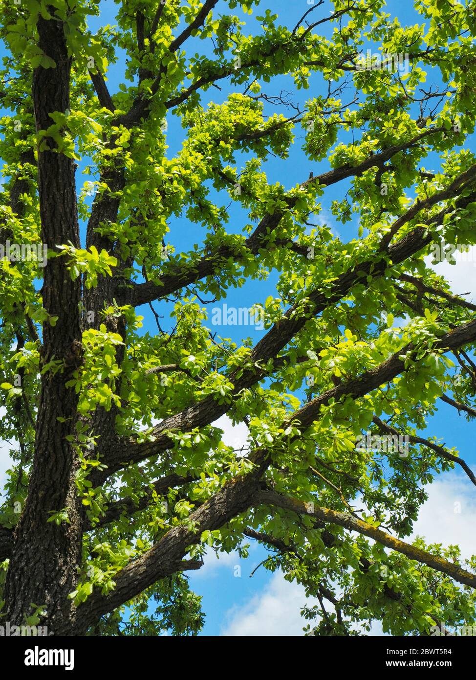 Branches florissantes de chêne (Quercus). Printemps à Sant Martí d 'Albars village campagne. Région de Lluçanès, province de Barcelone, Catalogne, Banque D'Images