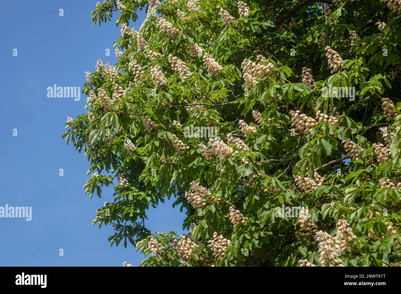 Chestnut Tree blossom Banque D'Images
