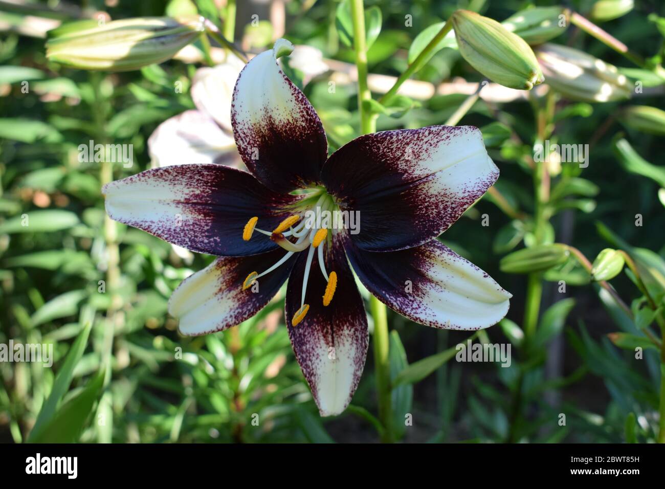 Événement Lilium Stratacciella Banque D'Images