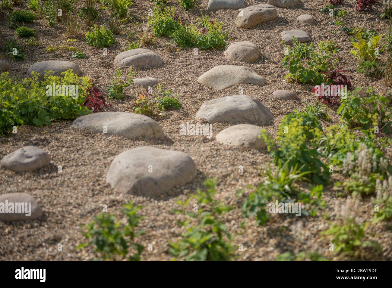 Récemment planté des jardins de pluie sur le domaine de Thamesmead, Londres, installé en 2020 Banque D'Images