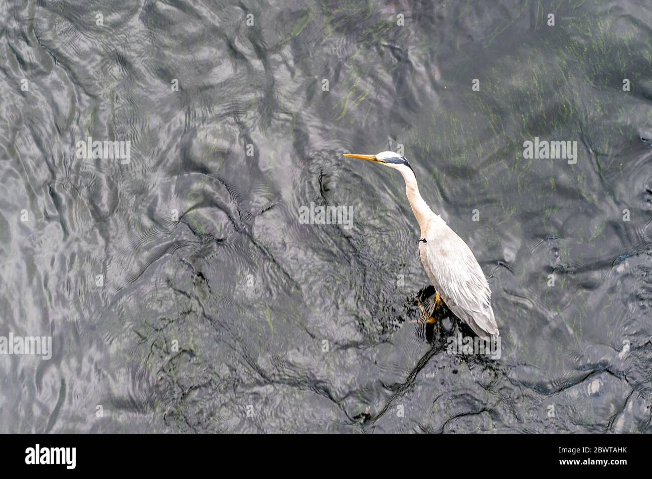 Cork, Irlande. 3 juin 2020. Un héron gris attend son prochain repas de poisson dans la rivière Lee à Cork ce matin. Crédit : AG News/Alay Live News Banque D'Images