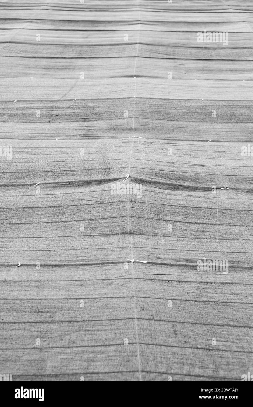Filet d'ombre agricole utilisé dans les plantations de thé vert de Fuji City, préfecture de Shizuoka, Japon. Vue avant. Tir vertical. Banque D'Images