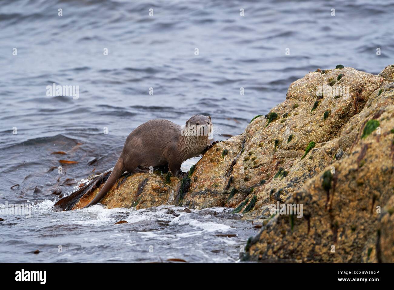 Loutre européenne (Lutra lutra) Royaume-Uni Banque D'Images