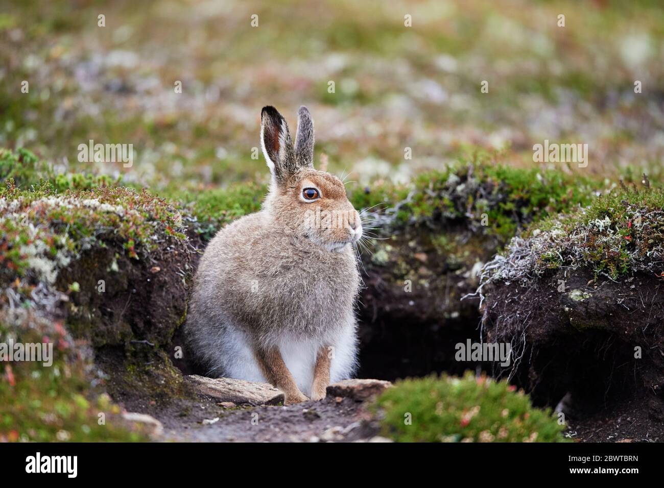 Lièvre variable (Lepus timidus) UK Banque D'Images