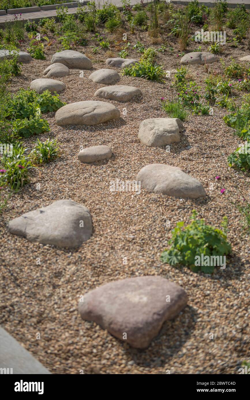 Récemment planté des jardins de pluie sur le domaine de Thamesmead, Londres, installé en 2020 Banque D'Images