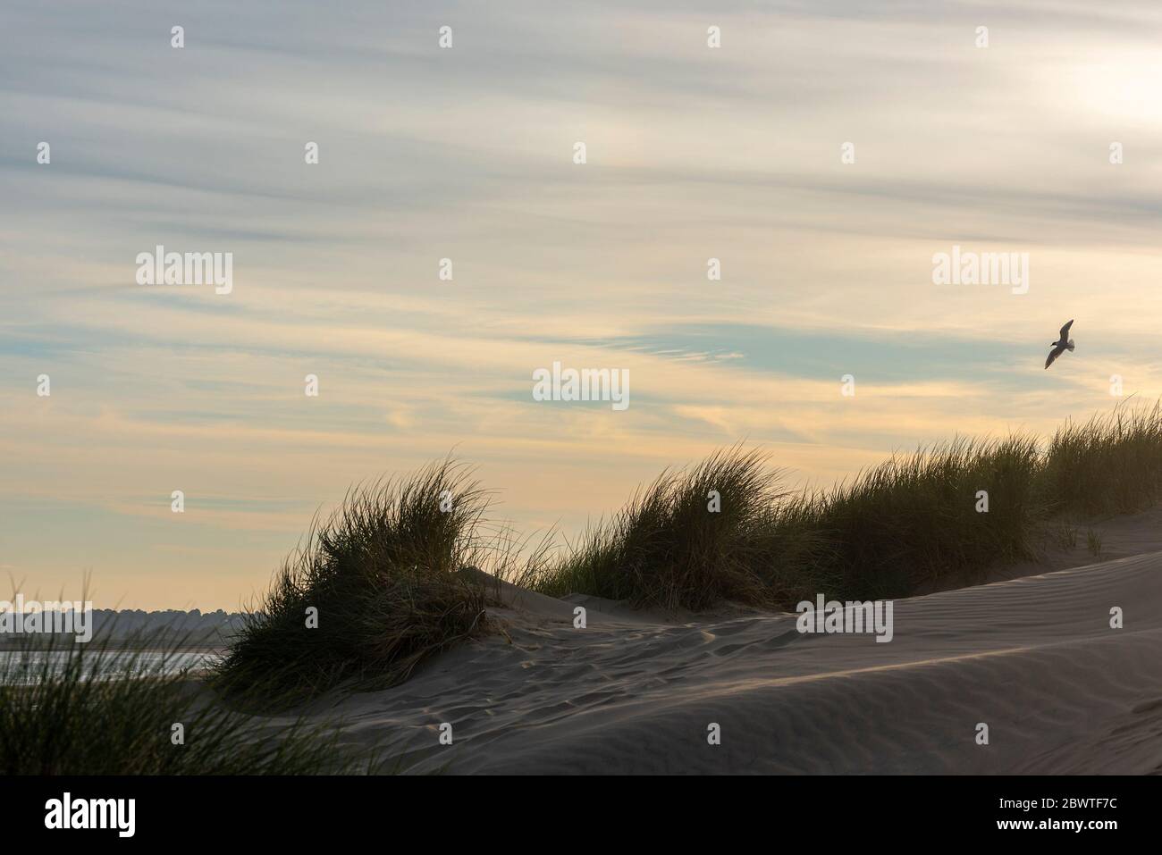 Un mouette survole les dunes de sable sur la côte du Kent au Royaume-Uni Banque D'Images Un mouette survole les dunes de sable sur la côte du Kent au Royaume-Uni Banque D'Images