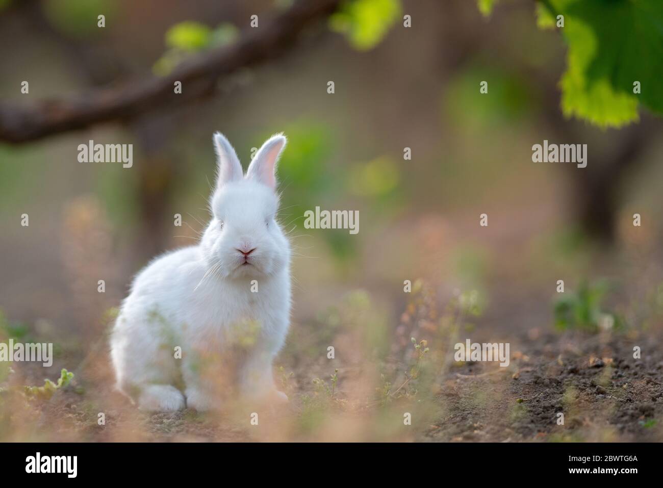 Petit lapin sur l'herbe verte en été 24 Banque D'Images