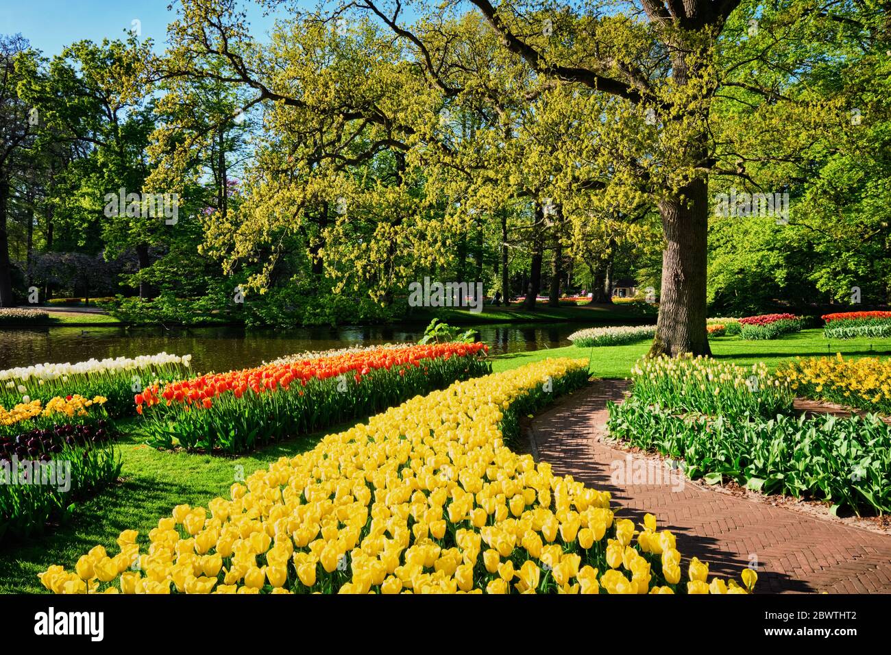 Parterres de tulipes en fleurs au jardin de fleurs Keukenhof, Netherlan Banque D'Images