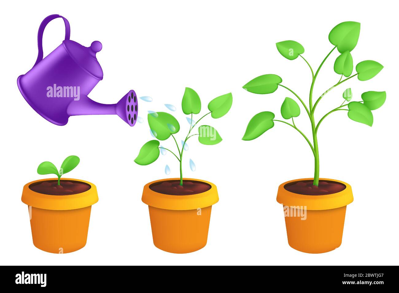 Infographie les différentes étapes de la croissance des jeunes plantes avec la arrosoir. Illustration botanique vectorielle de la pousse verte avec des feuilles dans l'isolate en pot Illustration de Vecteur