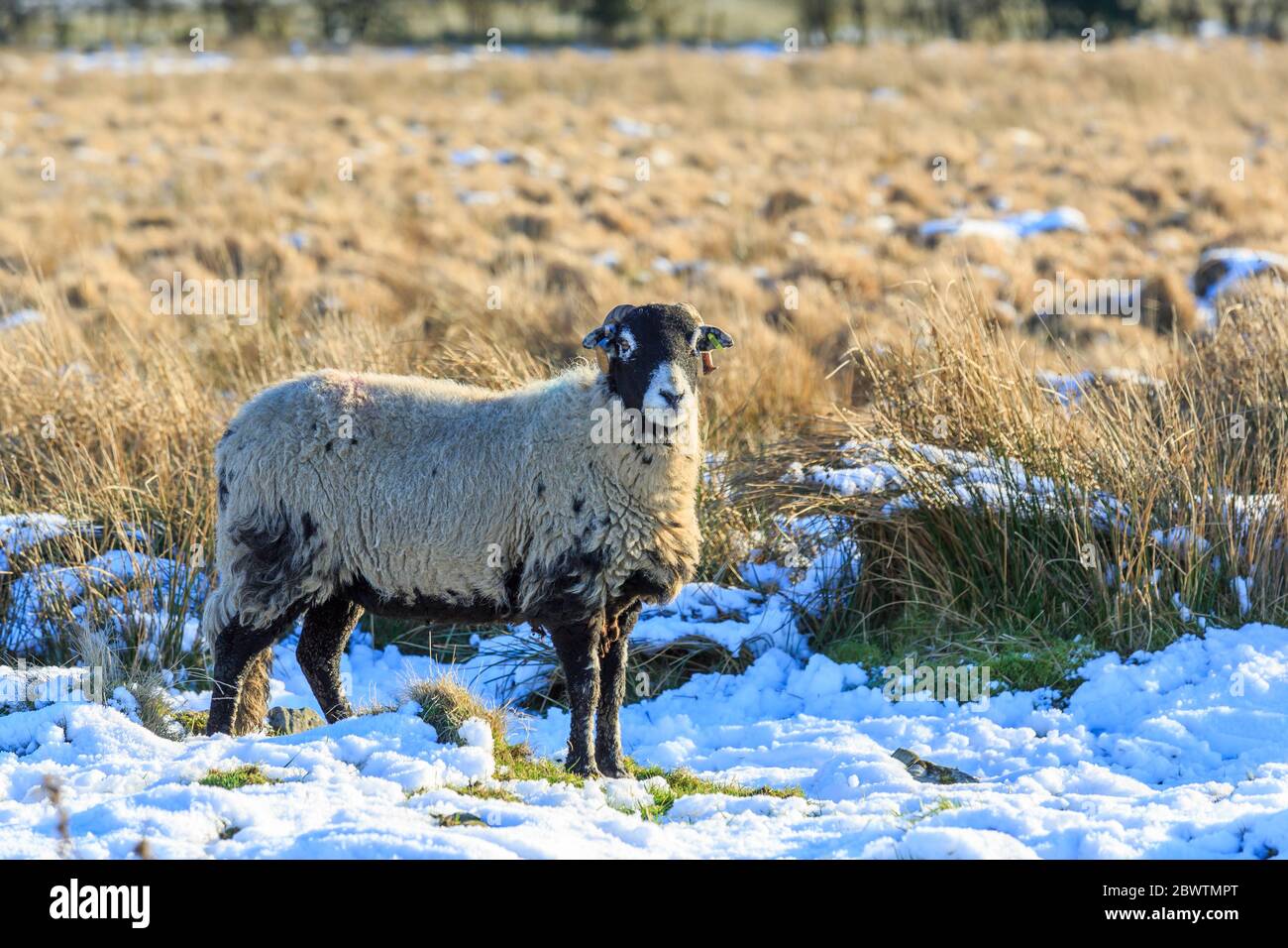 Moutons écossais Blackface debout dans un pré couvert de neige Banque D'Images