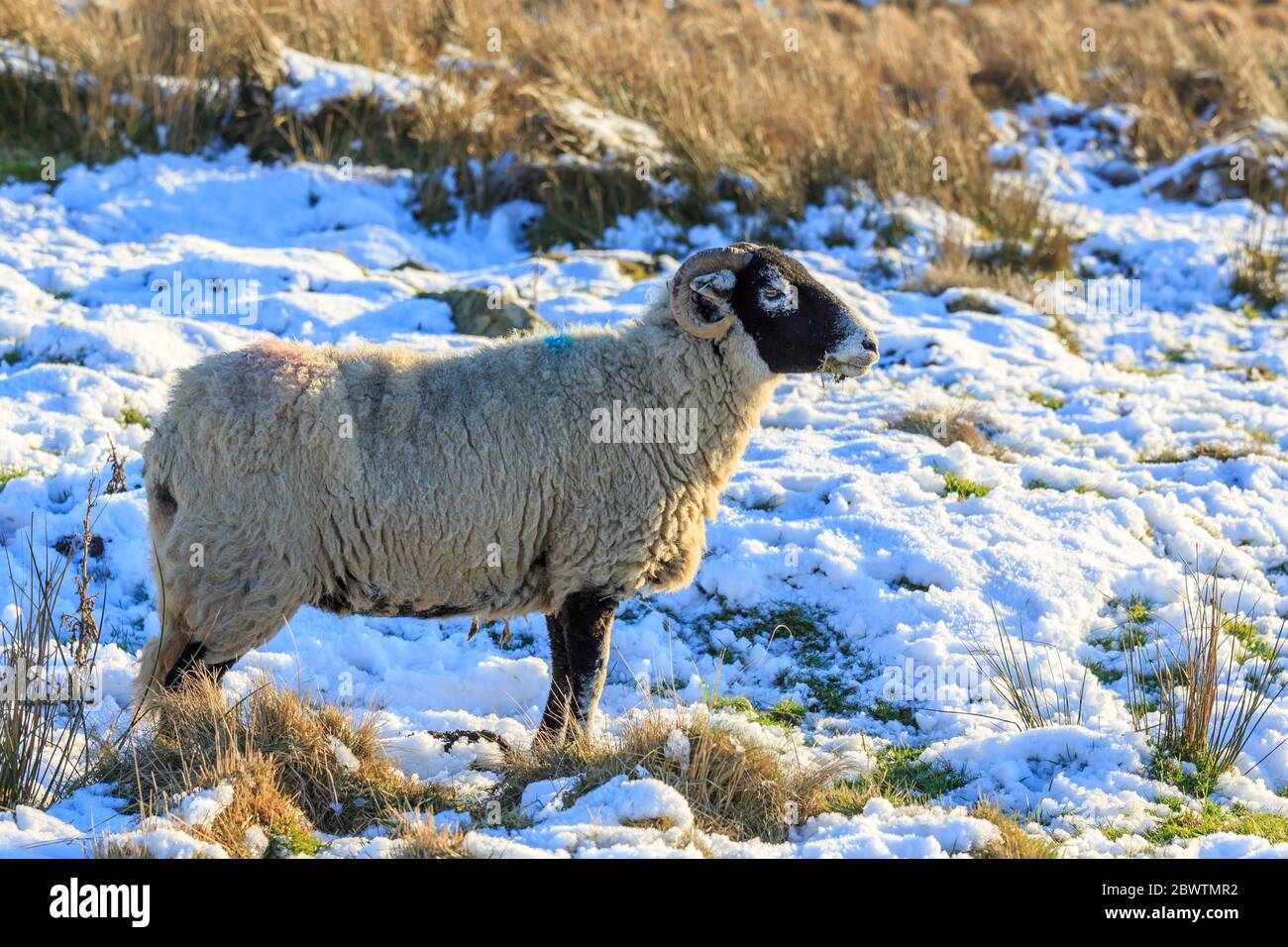 Moutons écossais Blackface debout dans un pré couvert de neige Banque D'Images