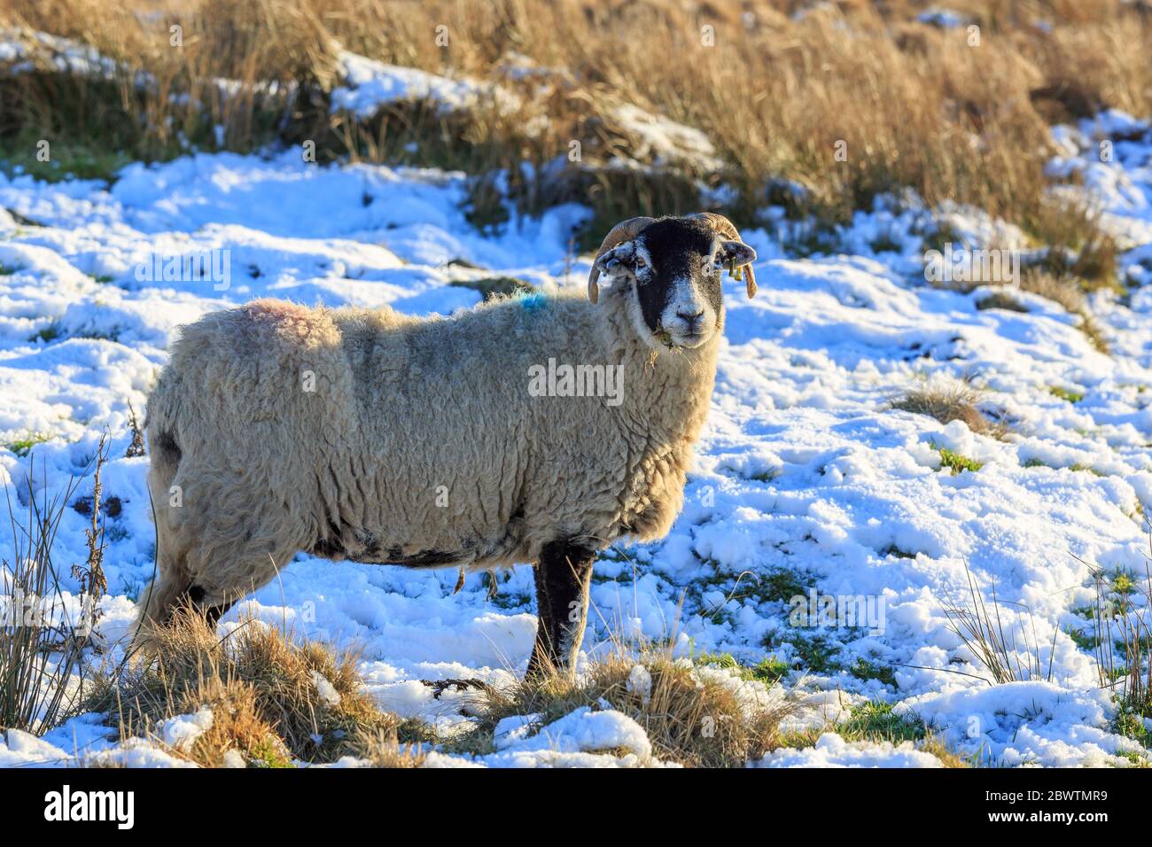 Moutons écossais Blackface debout dans un pré couvert de neige Banque D'Images