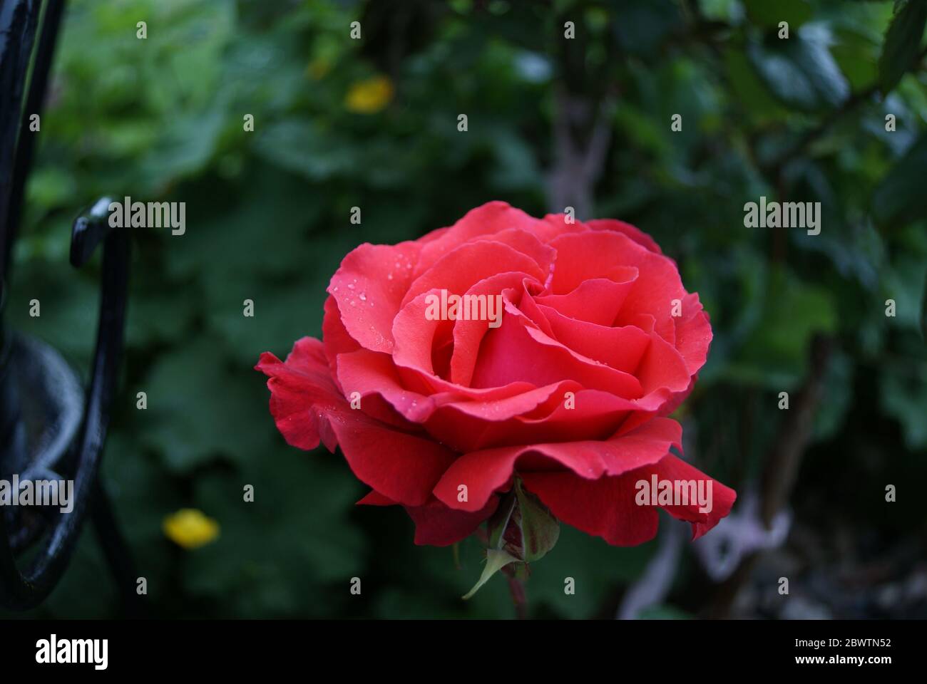 (Rosa Chinensis) Rose rouge avec des gouttes de rosée dans le jardin Banque D'Images