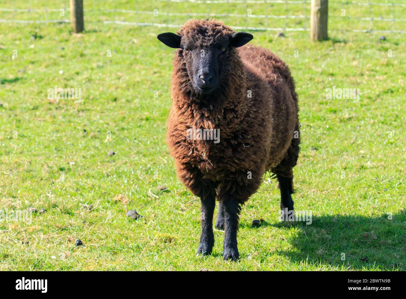 Mouton gallois noir dans un pré écossais Banque D'Images