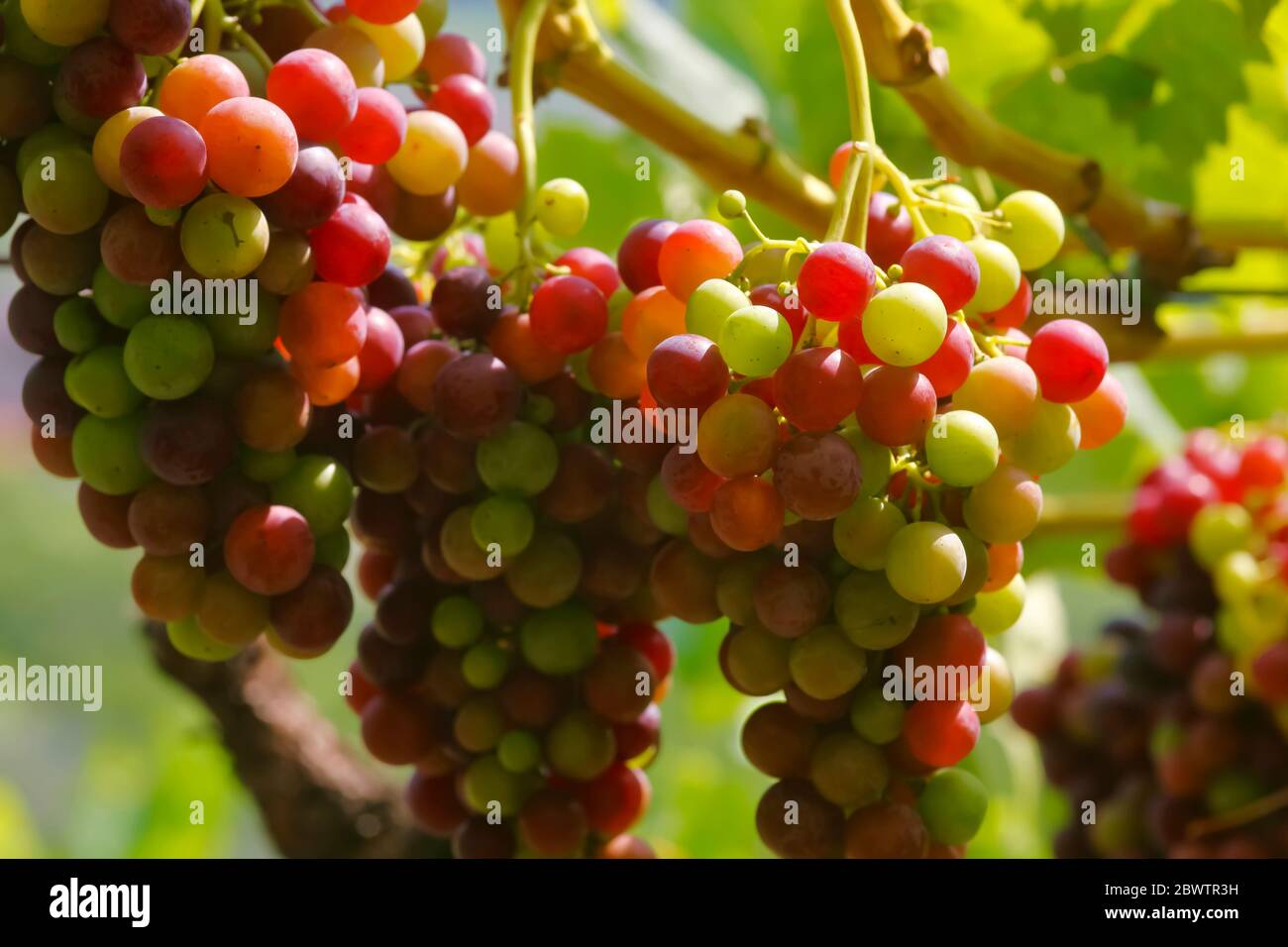 Italie, gros plan de raisins en culture dans le vignoble d'été Banque D'Images