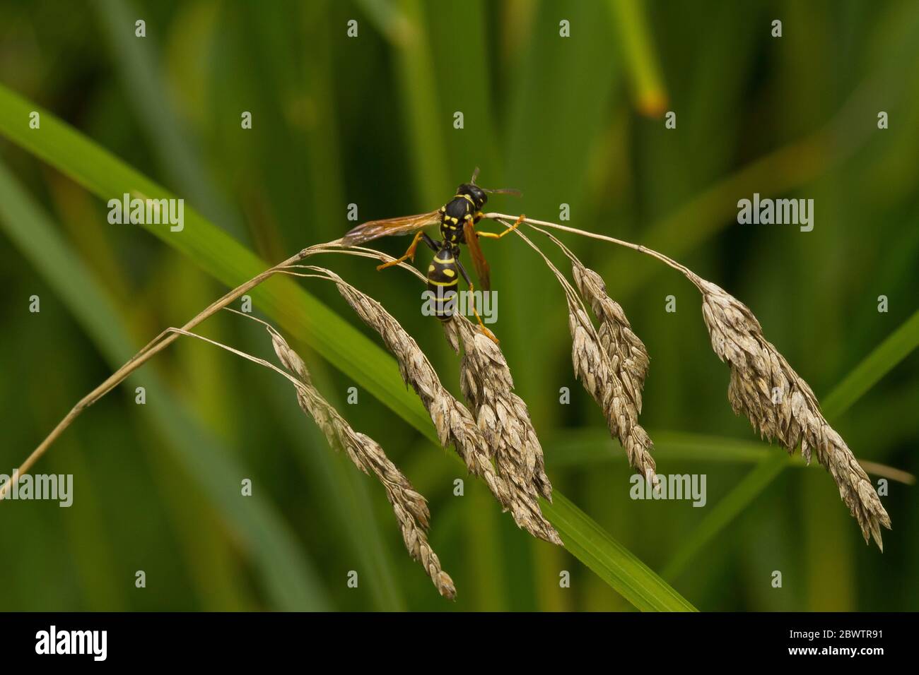 Allemagne, gros plan de la guêpe potier (ancien parietum) perçant sur la lame d'herbe Banque D'Images
