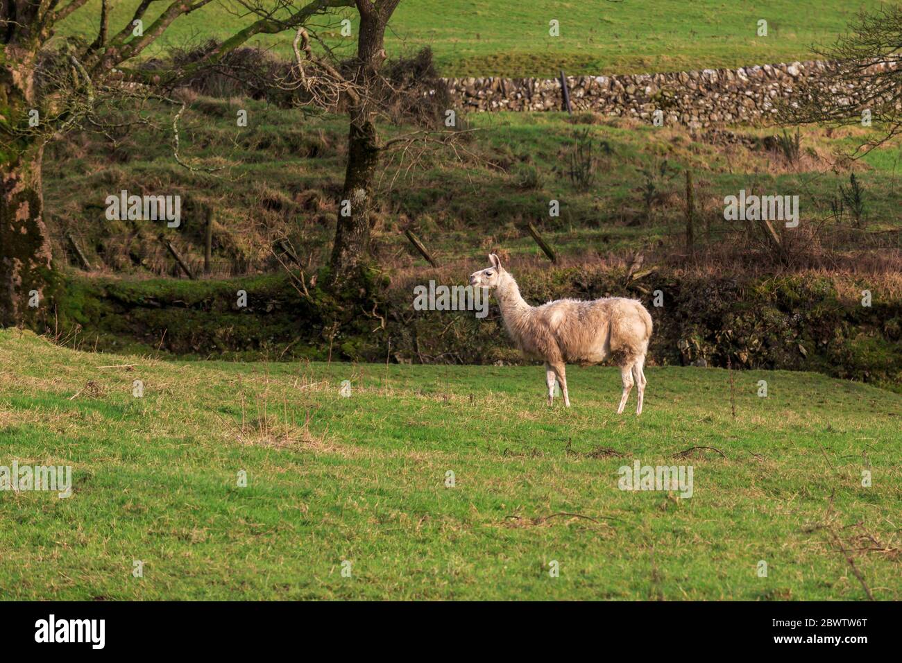 Llama unique dans un pré écossais ensoleillé Banque D'Images