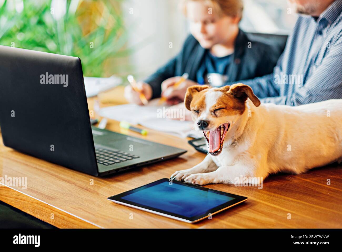Chien bâbord allongé sur un bureau avec père et fils en arrière-plan Banque D'Images