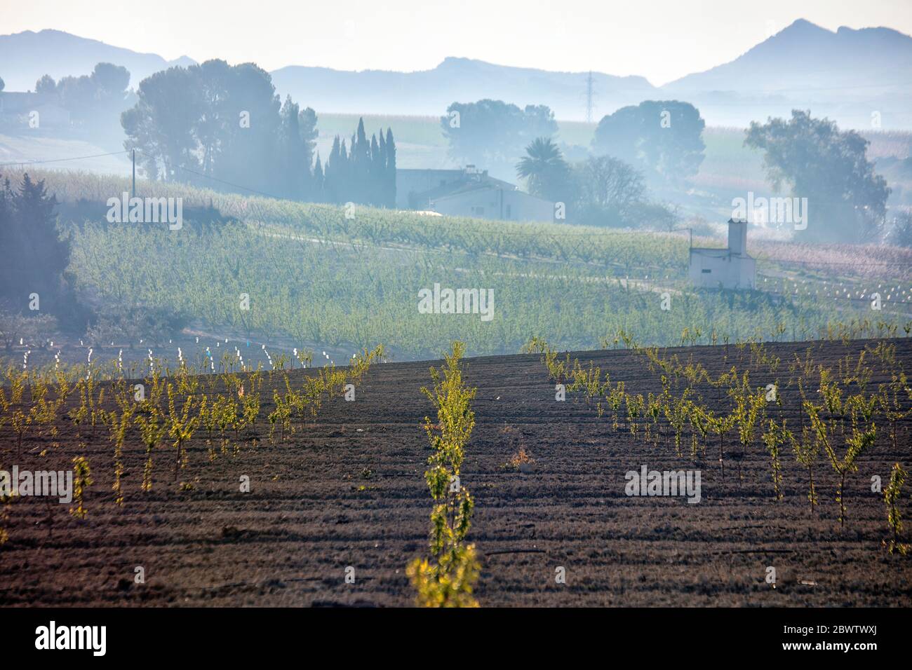 Espagne, région de Murcie, Cieza, les rangées de jeunes arbres qui poussent dans la campagne, verger à l'aube brumeuse Banque D'Images