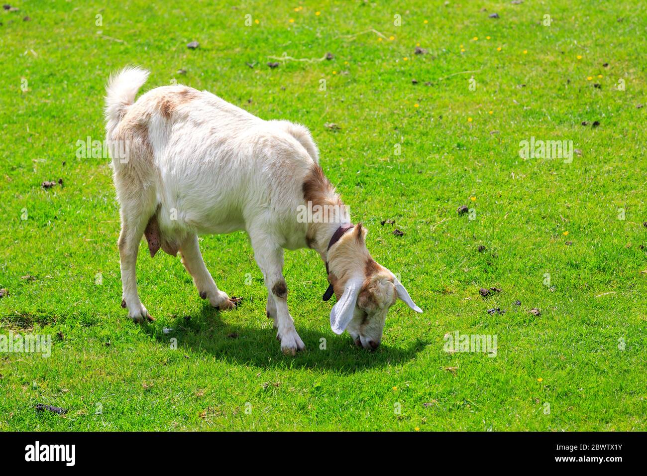 Boer Femme Goat gazing dans un pré écossais Banque D'Images
