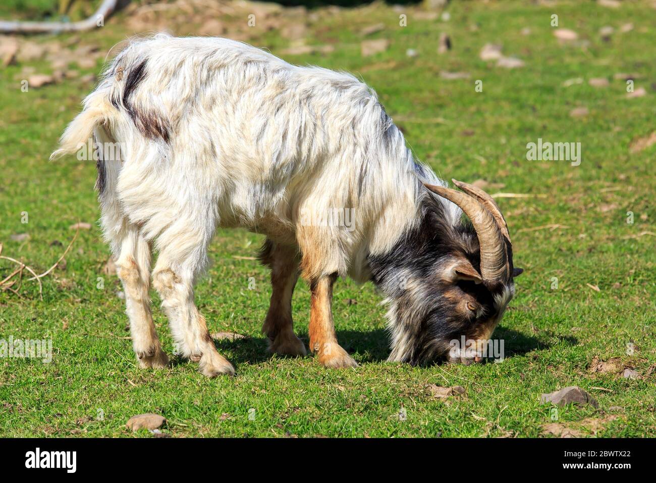 Chèvre Boer brun et blanc ensoleillé avec cornes paissant Banque D'Images