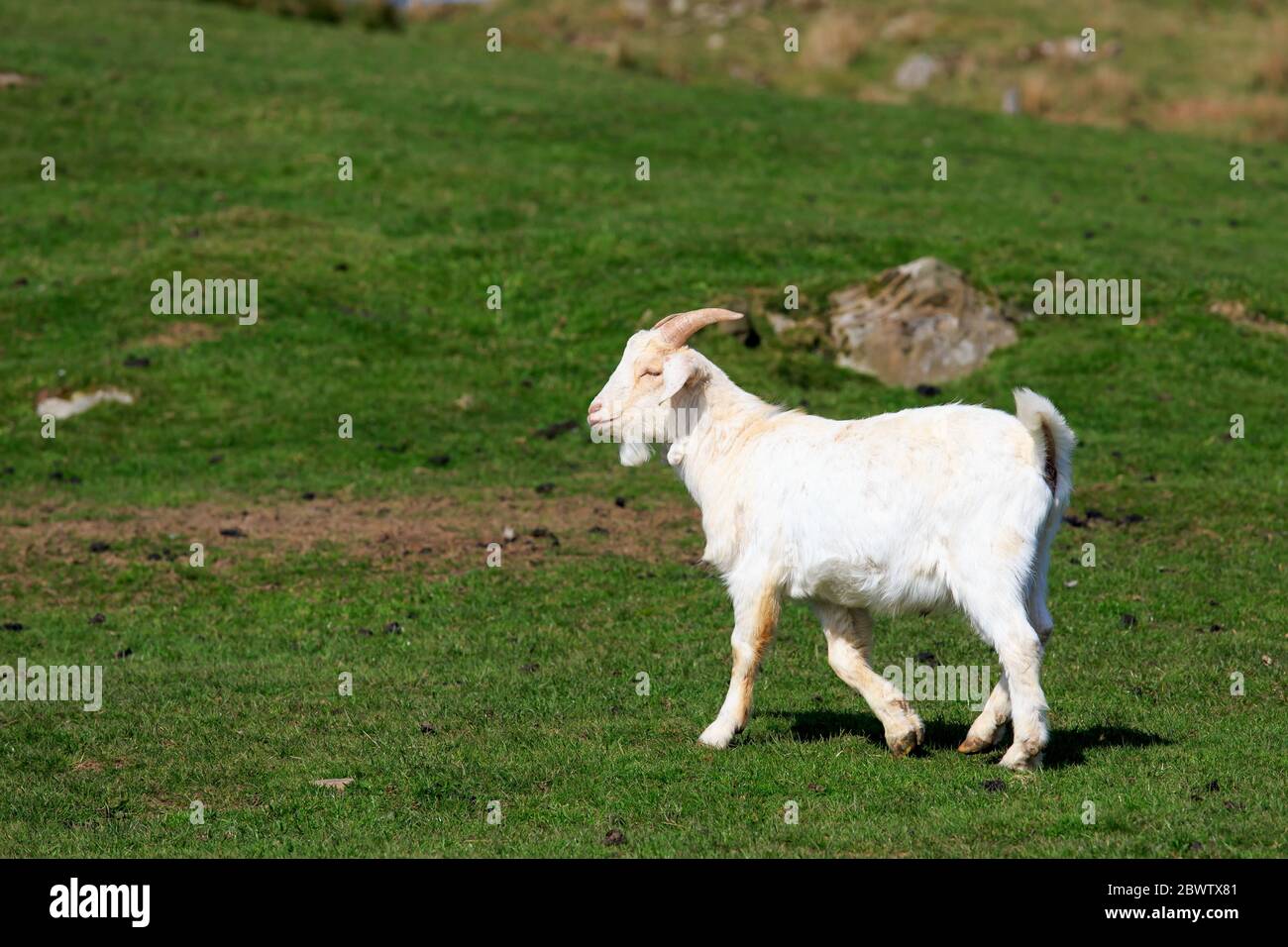 Bouc blanc avec cornes marchant Banque D'Images