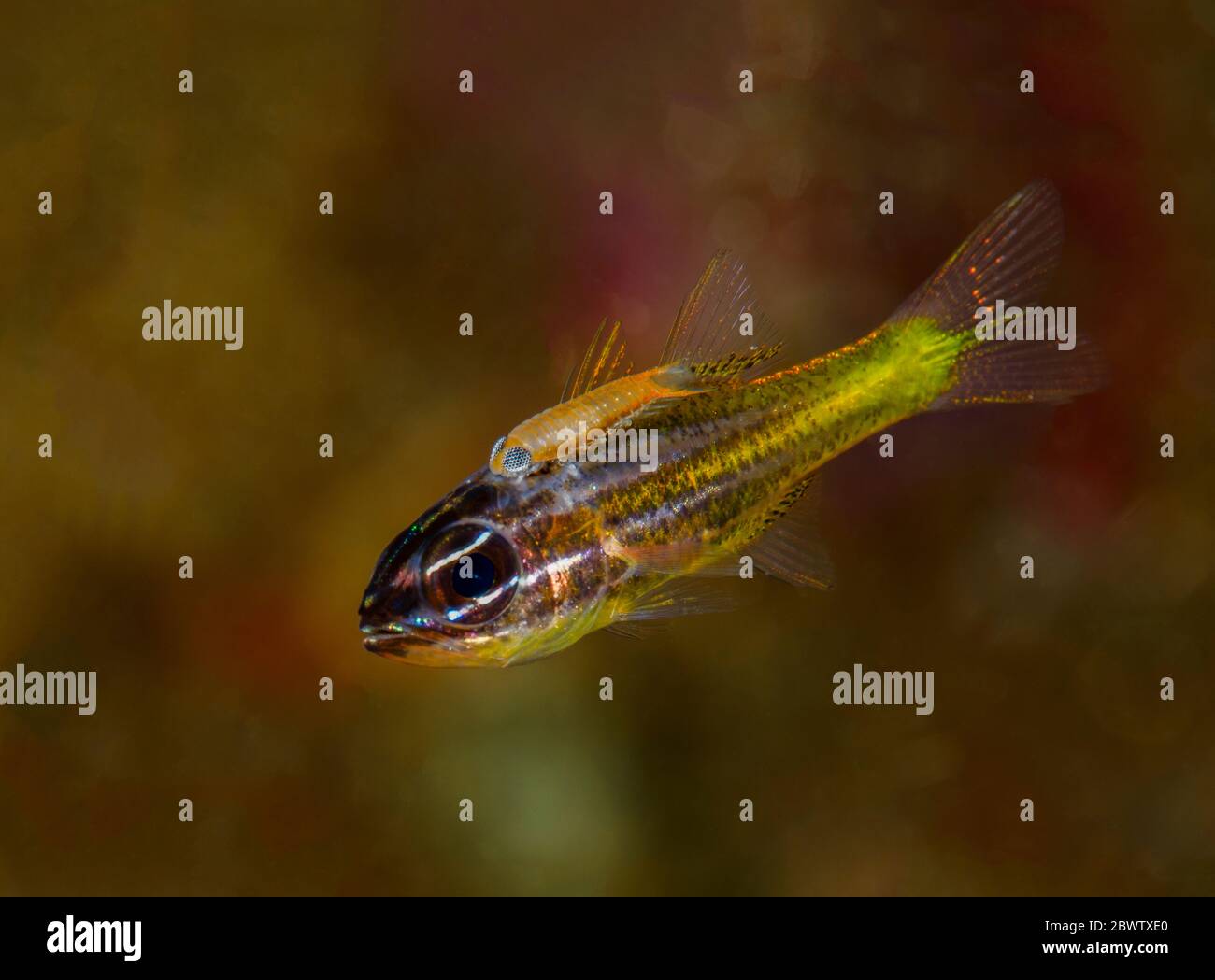 Indonésie, portrait sous-marin de petits poissons jaunes Banque D'Images