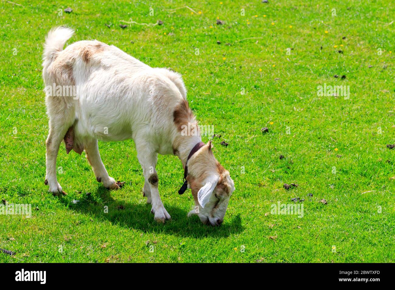 Boer Femme Goat gazing dans un pré écossais Banque D'Images