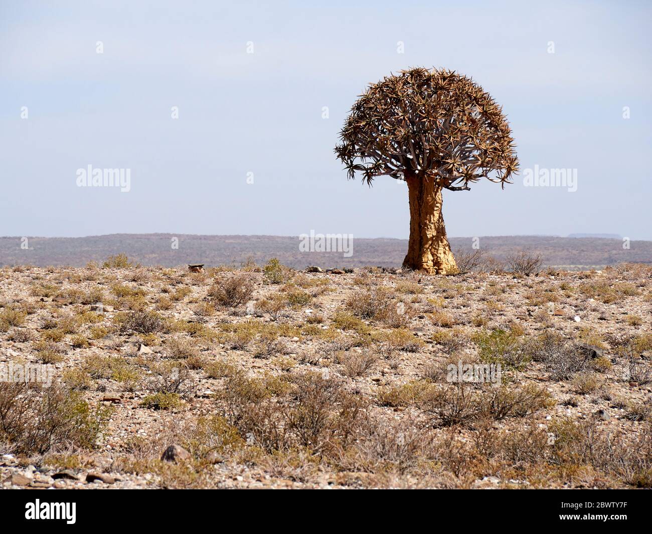 Arbre de quiver au milieu de nulle part, région de Namaqualand, Afrique du Sud Banque D'Images