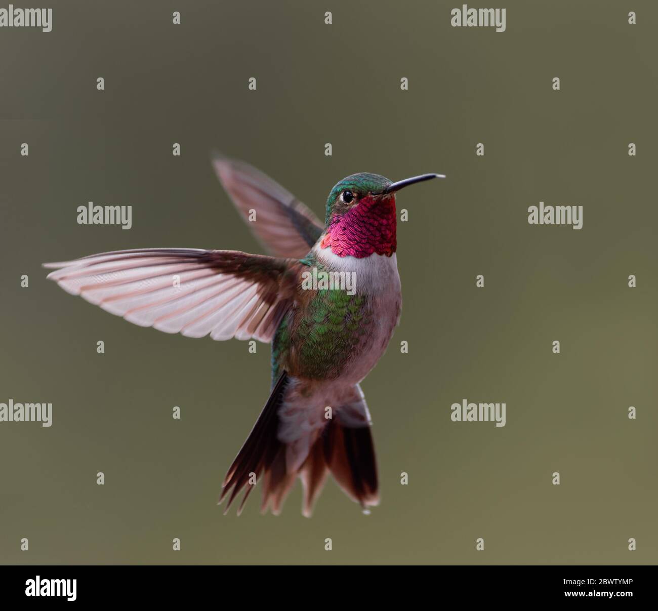 Un colibris à queue large se hante dans le milieu du Colorado Banque D'Images