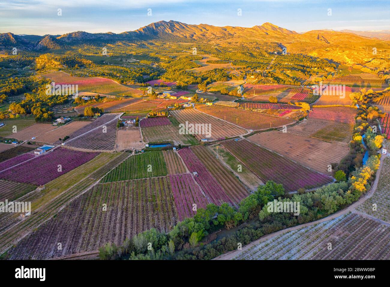 Espagne, région de Murcie, Cieza, vue aérienne de vastes vergers de campagne au crépuscule Banque D'Images