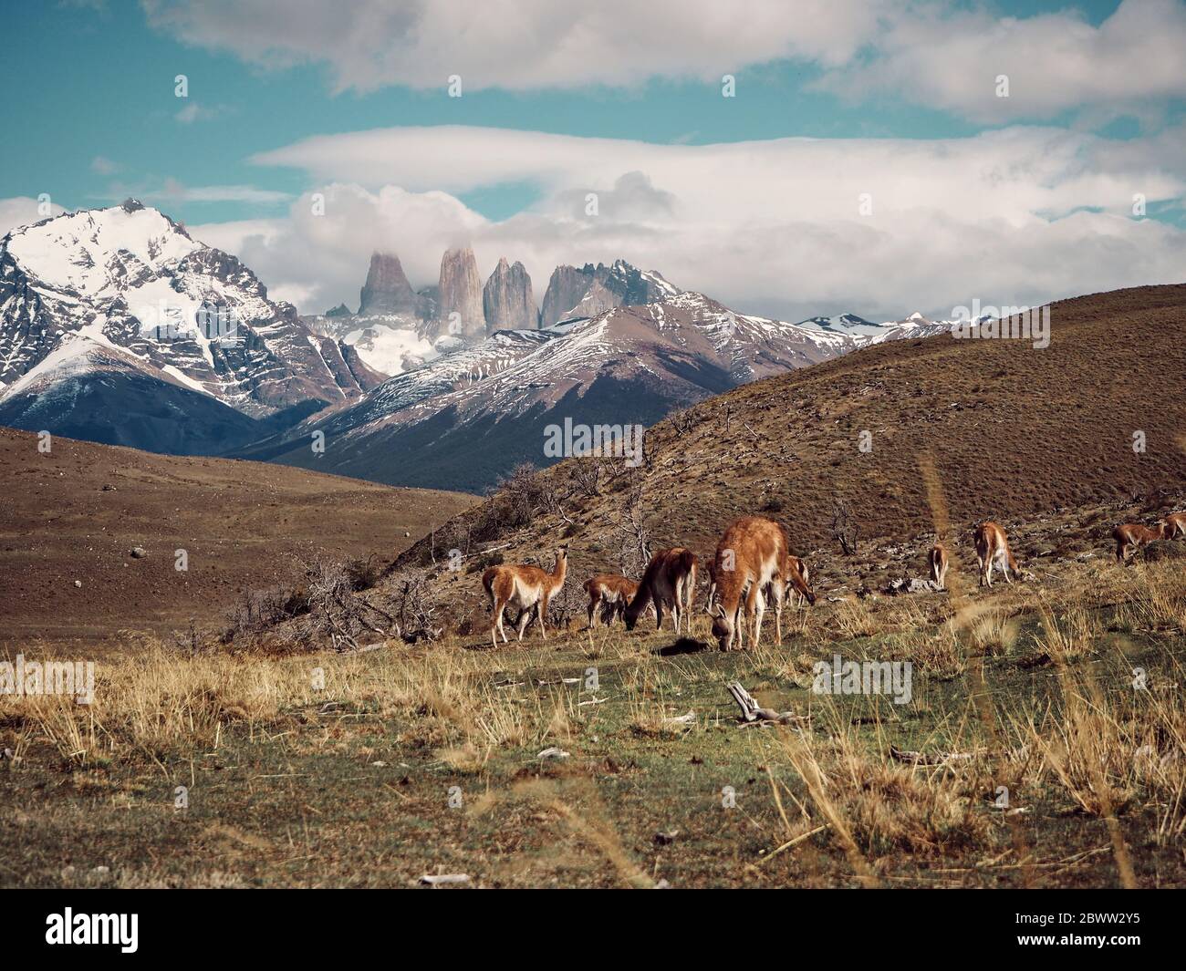 Guanacos paissant contre Torres del Paine en arrière-plan, Chili Banque D'Images