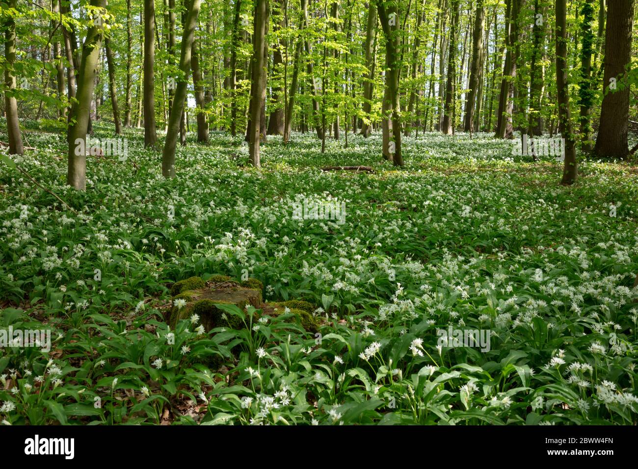 Allemagne, Rhénanie-du-Nord-Westphalie, ail sauvage (Allium ursinum) croissant en glade verte Banque D'Images