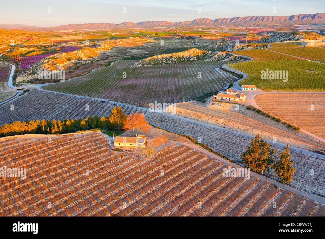 Espagne, région de Murcie, Cieza, vue aérienne de vastes vergers de campagne au crépuscule Banque D'Images
