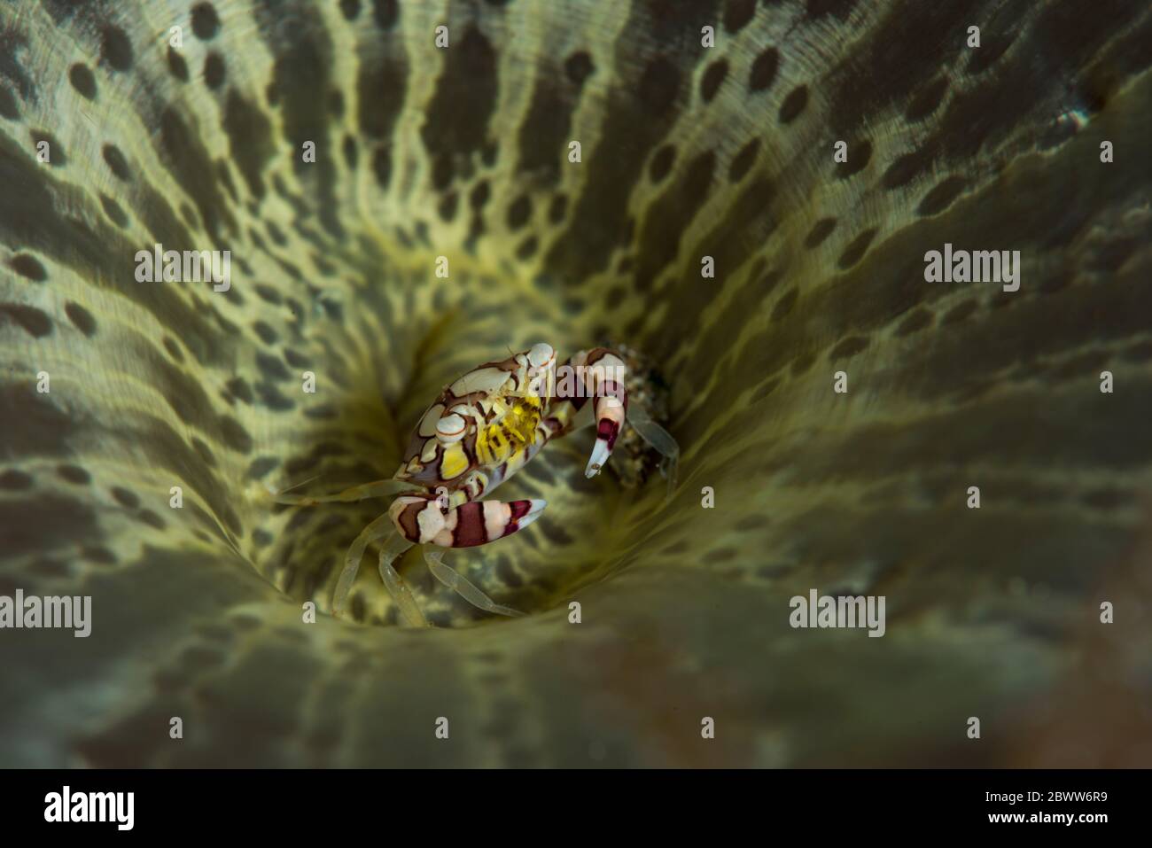 Indonésie, portrait sous-marin du crabe de natation de l'arlequin (Lissocarcinus laevis) Banque D'Images
