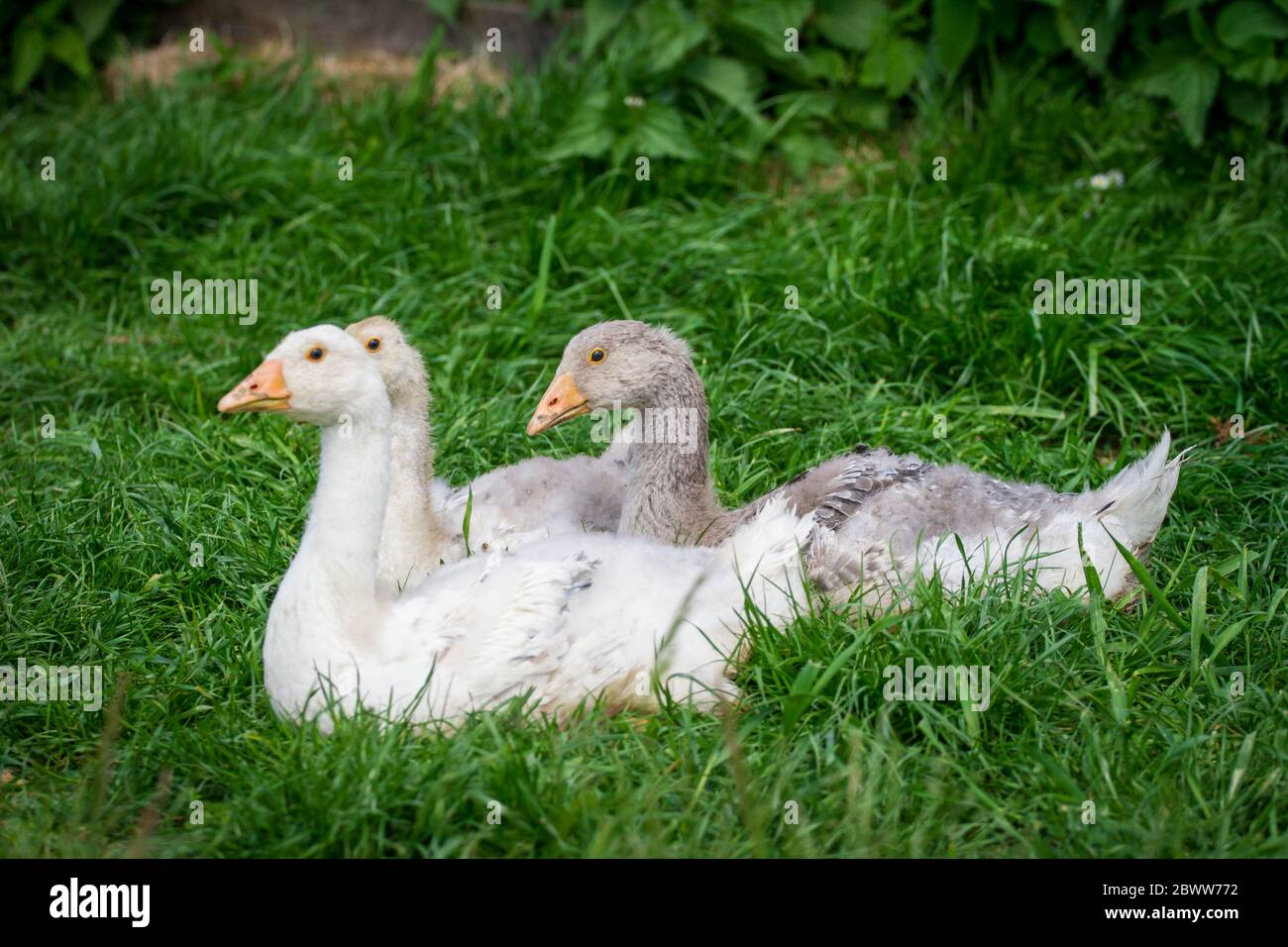 Un groupe de 3 Gosslings de la race d'oie 'Österreichische Landgans', une race autrichienne d'oie en danger critique d'extinction Banque D'Images