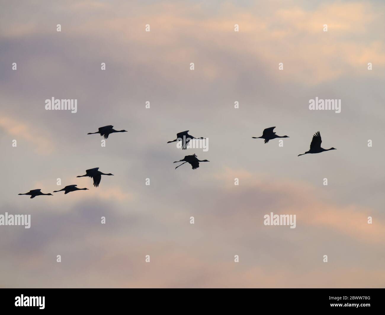 Grue Demoiselle - Dawn Flight Grus virgo Khichhan, Rajasthan, Inde BI032335 Banque D'Images