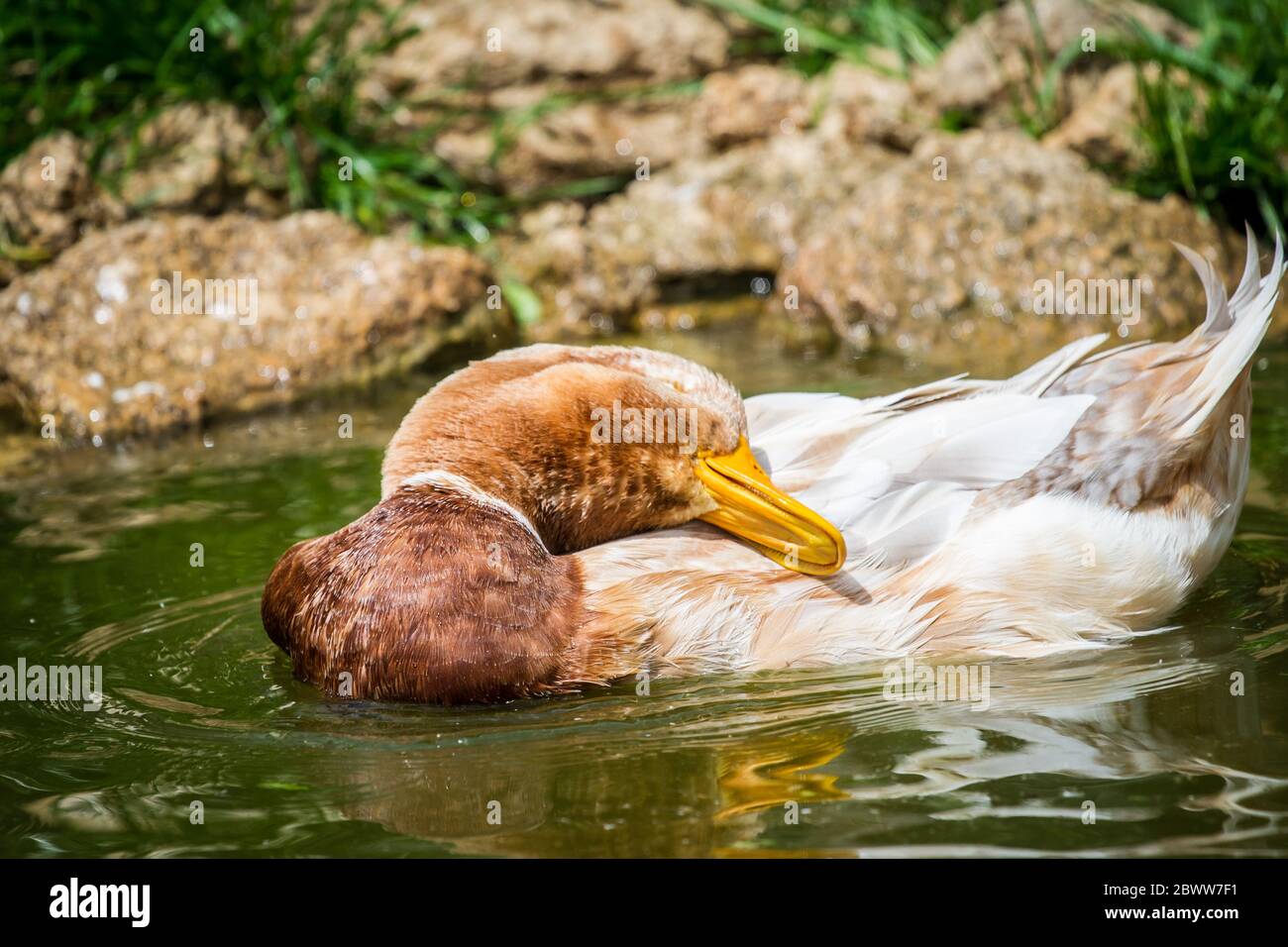 Saxe canard nageant dans un étang. Les canards de Saxe sont une race de canard colvert en danger de disparition de Saxe, Allemagne Banque D'Images Saxe canard nageant dans un étang. Les canards de Saxe sont une race de canard colvert en danger de disparition de Saxe, Allemagne Banque D'Images