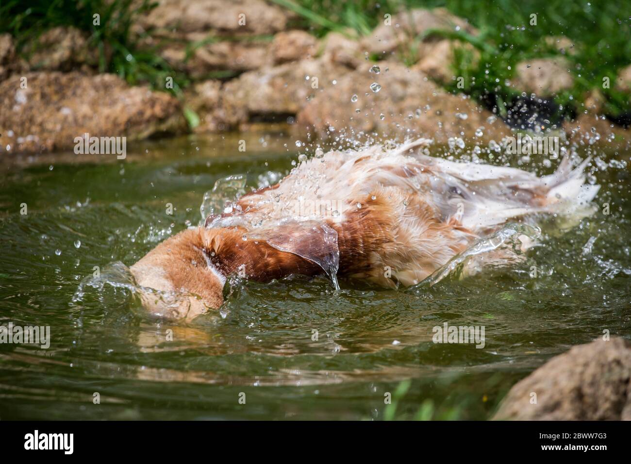 Saxe canard nageant dans un étang. Les canards de Saxe sont une race de canard colvert en danger de disparition de Saxe, Allemagne Banque D'Images