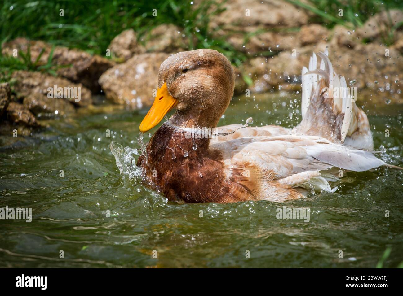 Saxe canard nageant dans un étang. Les canards de Saxe sont une race de canard colvert en danger de disparition de Saxe, Allemagne Banque D'Images