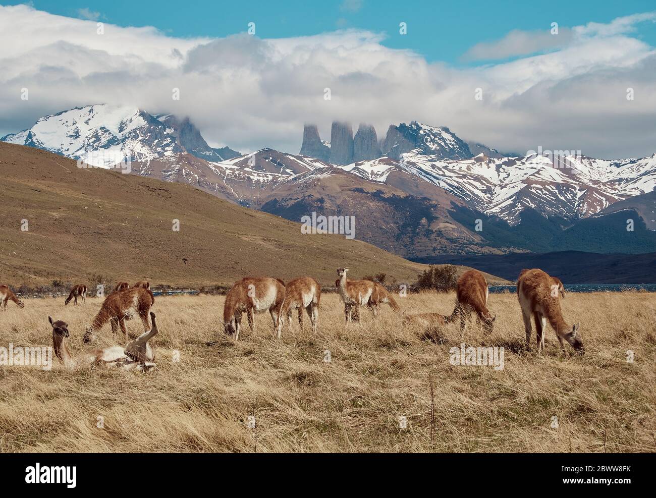 Guanacos paissant près de Torres del Paine en arrière-plan, Chili Banque D'Images