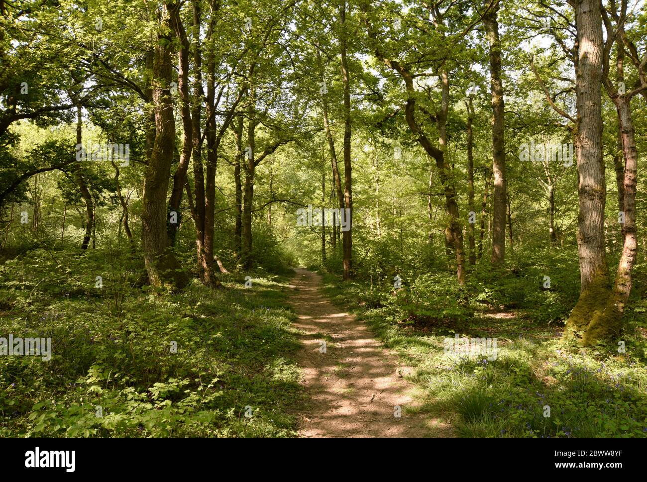 Woodland Walk. Celler Wood, Westbury, Wiltshire, Angleterre, Royaume-Uni Banque D'Images