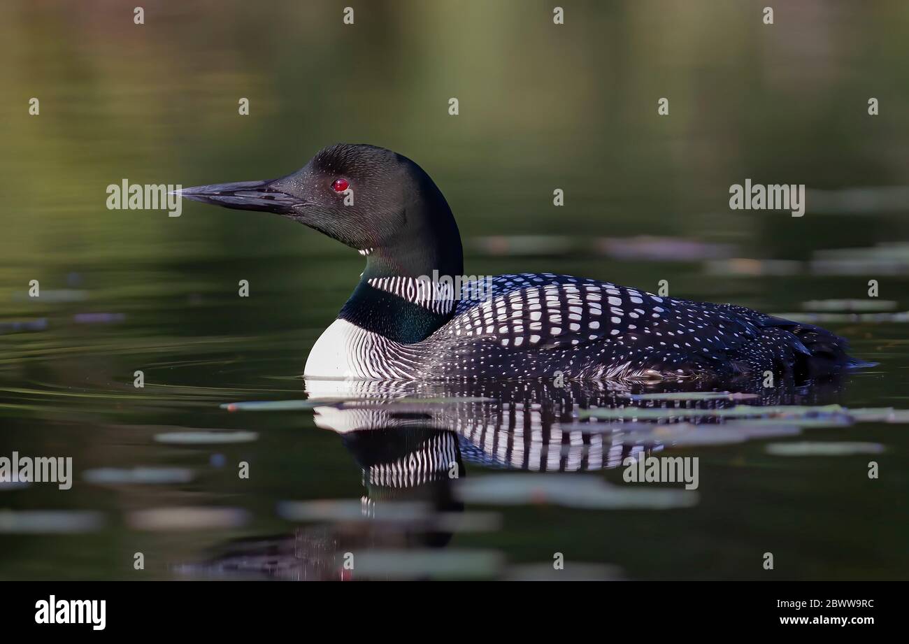 Le Loon Gavia, un immer, se balade au printemps sur le lac Wilson, au Québec, au Canada Banque D'Images