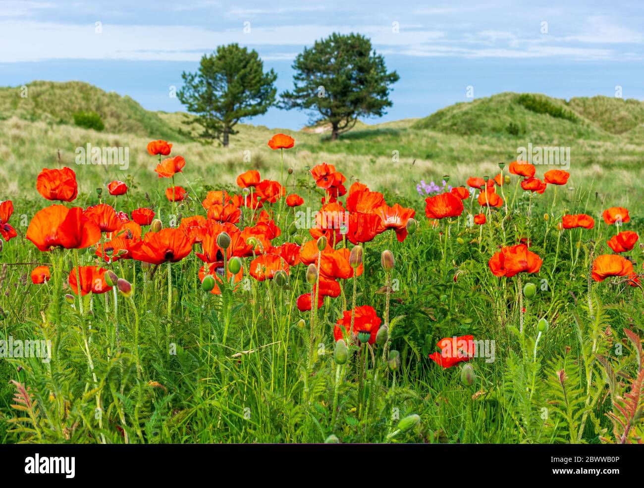 Coquelicots rouges sauvages dans un champ vert avec des arbres derrière Banque D'Images