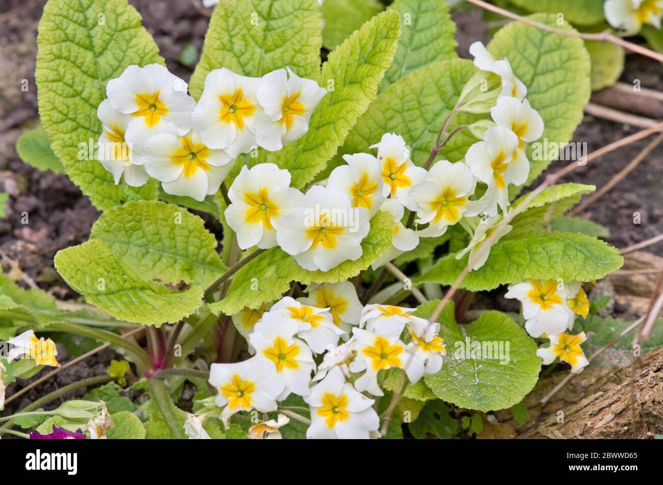 Primula hybride Banque D'Images