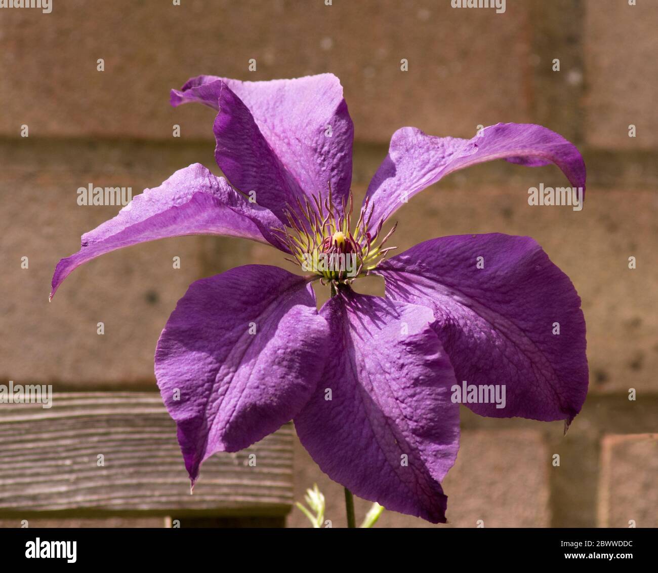 Clématite Etoile Violette Banque D'Images